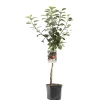 Fruitbomen|Ecocheques|ohgreen Appelboom malus domestica zoete ermgaard laagstam