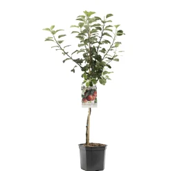 Fruitbomen|Ecocheques|ohgreen Appelboom malus domestica zoete ermgaard laagstam