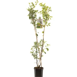 Fruitbomen|Ecocheques|ohgreen Appelboom malus domestica duo-appel