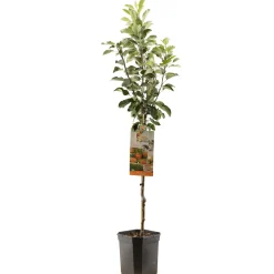 Fruitbomen|Ecocheques|ohgreen Appelboom malus domestica james grieve laagstam