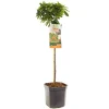 Fruitbomen|Ecocheques|ohgreen Appelboom malus pom'zai dwerg