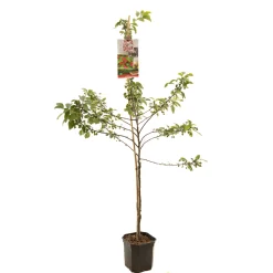 Fruitbomen|Ecocheques|ohgreen Appelboom malus red sentinel ( sierappel ) laagstam