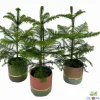 Composities En Terrariums|Ecocheques|ohgreen Araucaria in keramiek