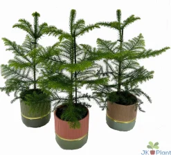 Composities En Terrariums|Ecocheques|ohgreen Araucaria in keramiek