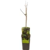 Ecocheques|Fruitbomen|ohgreen Aronia melanocarpa appelbes
