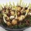 Voorjaar|Ecocheques|ohgreen Arrangement narcis zink p29 h20