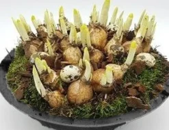 Voorjaar|Ecocheques|ohgreen Arrangement narcis zink p29 h20