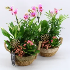 Composities En Terrariums|Ecocheques|ohgreen Arrangement orchidee p21 h35