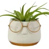 Groene Planten|Ecocheques|ohgreen Arrangement Tillandsia (luchtplantje)