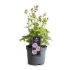 Vaste Planten|Ecocheques|ohgreen Astrantia premium mix (Zzeeuws knoopje )
