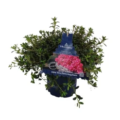Struiken|Ecocheques|ohgreen Azalea japonica