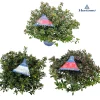 Struiken|Ecocheques|ohgreen Azalea japonica Hortinno