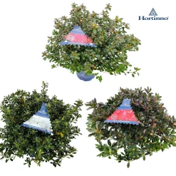 Struiken|Ecocheques|ohgreen Azalea japonica Hortinno
