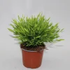 Ecocheques|Groene Planten|ohgreen Bamusa Pogonatherum Monica p12 h25