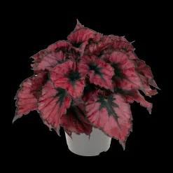 Groene Planten|Ecocheques|ohgreen Begonia Kohala Red
