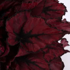 Groene Planten|Ecocheques|ohgreen Begonia Kohala Red