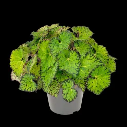 Groene Planten|Ecocheques|ohgreen Begonia Lime Fever