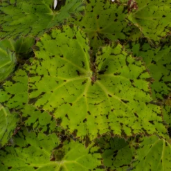 Groene Planten|Ecocheques|ohgreen Begonia Lime Fever