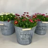 Voorjaar|Ecocheques|ohgreen Bellis in zinken emmer