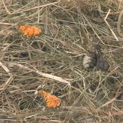 Knaagdieren Voeding|ohgreen Berghooi met paardenbloem 500 gr.