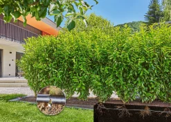 Bewatering|Ecocheques|ohgreen Bewatering heggen of struiken set 25m