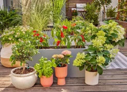 Bewatering|Ecocheques|ohgreen Bewateringsset voor terras