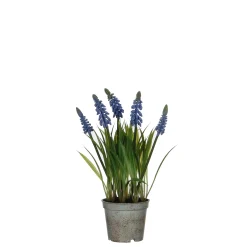 Sfeermakers|ohgreen Blauw druifje dans un pot plastique blauw - h27xd8,5cm