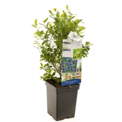 Fruitbomen|Ecocheques|ohgreen Blauwe bessenstruik vaccinium corymbosum jorma zeer vorstbestendig