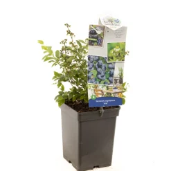 Fruitbomen|Ecocheques|ohgreen Blauwe bessenstruik vaccinium corymbosum arto zeer vorstbestendig