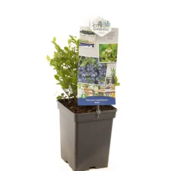 Fruitbomen|Ecocheques|ohgreen Blauwe bessenstruik vaccinium corymbosum alvar zeer vorstbestendig