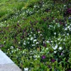 Vaste Planten|Ecocheques|ohgreen Bodembedekker p9