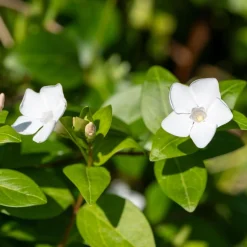 Vaste Planten|Ecocheques|ohgreen Bodembedekker p9