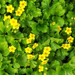 Vaste Planten|Ecocheques|ohgreen Bodembedekker p9