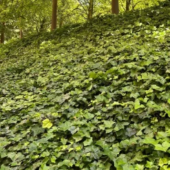 Vaste Planten|Ecocheques|ohgreen Bodembedekker p9