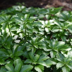 Vaste Planten|Ecocheques|ohgreen Bodembedekker p9