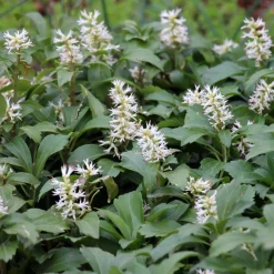 Vaste Planten|Ecocheques|ohgreen Bodembedekker p9