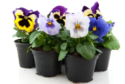 Violen|Ecocheques|ohgreen Bosviool