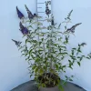 Struiken|Ecocheques|ohgreen Buddleja davidii Empire Blue ( Vlinderstruik )