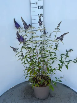 Struiken|Ecocheques|ohgreen Buddleja davidii Empire Blue ( Vlinderstruik )