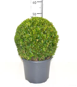 Struiken|Ecocheques|ohgreen Buxus bol in grijze decopot p26 h45