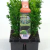 Struiken|Ecocheques|ohgreen Buxus sempervirens 6-pack p9 h15