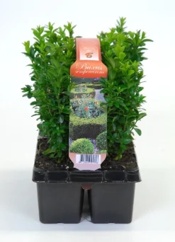 Struiken|Ecocheques|ohgreen Buxus sempervirens 6-pack p9 h15