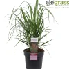 Vaste Planten|Ecocheques|ohgreen Calamagrostis acutiflora Karl Foerster ( pluimstruisriet )