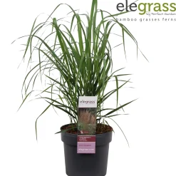 Vaste Planten|Ecocheques|ohgreen Calamagrostis acutiflora Karl Foerster ( pluimstruisriet )