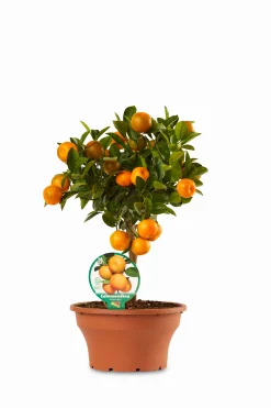 Ecocheques|Mediterrane Planten|ohgreen Calamondino ciotola