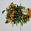 Ecocheques|Mediterrane Planten|ohgreen Calamondino spalliera