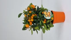 Ecocheques|Mediterrane Planten|ohgreen Calamondino spalliera