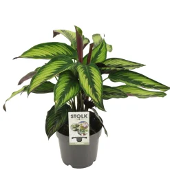 Groene Planten|Ecocheques|ohgreen Calathea maj princeps p14 h45