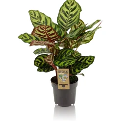 Groene Planten|Ecocheques|ohgreen Calathea makoyana p14 h45
