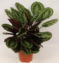 Groene Planten|Ecocheques|ohgreen Calathea Medallion (Pauwenplant)